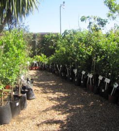 Hart Nursery