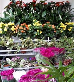 Hart Nursery