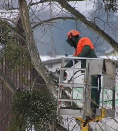 Tree Felling Cape Town